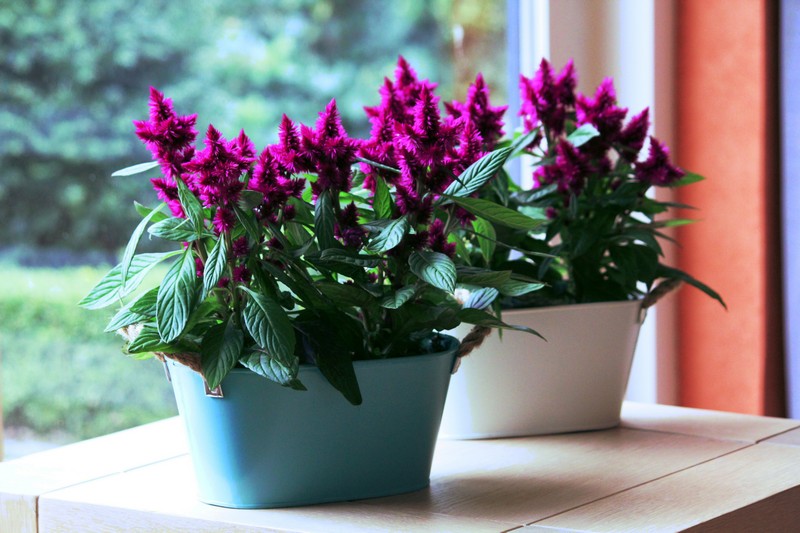 Celosia on sale deep purple